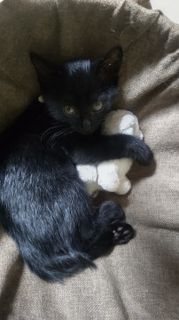 愛されキャラ❤黒猫ちゃん