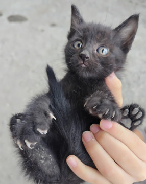 【緊急】黒猫の赤ちゃん