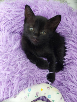 生後1ヶ月の子猫の家族を探しています!