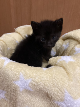 再募集‼️黒猫ちゃん❣️