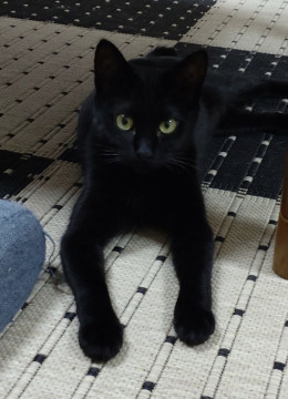 恥ずかしがりやの黒猫ちゃん