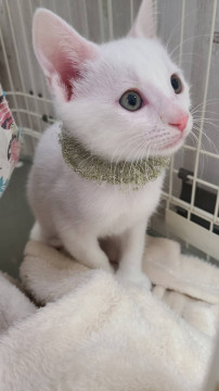 真っ白な美しい男の子(=^ェ^=)