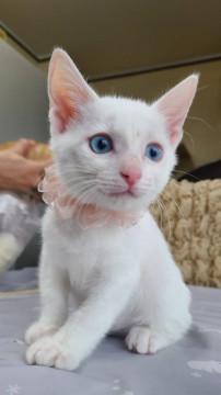 こぼれ落ちそうなブルーの瞳(=^ェ^=)