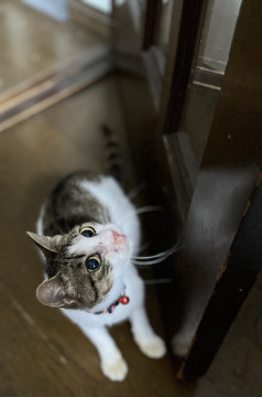 急募 餓死寸前だった美しい子猫