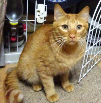 びびりの茶トラ、鉄平くん