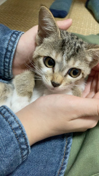 ちいこい兄妹キジ猫ちゃん