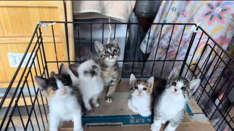1.5ヶ月の子猫です