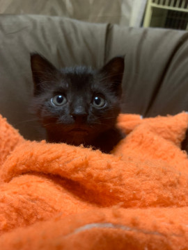 エビフライの猫じゃらしが大好きなネーロ♡