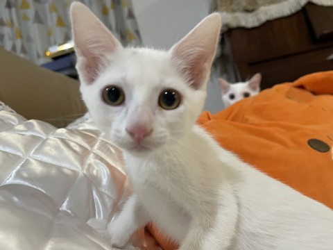 魅惑的なゴールドアイの白猫ちゃん