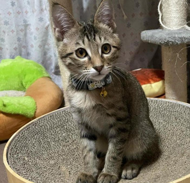 猫]長崎県の里親募集 キジ子猫 11ヶ月 オス かぎしっぽ