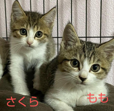 猫]長崎県の里親募集 キジ白 6ヶ月 女子 かぎしっぽ