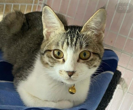 猫]長崎県の里親募集 キジ白 6ヶ月 女子 かぎしっぽ