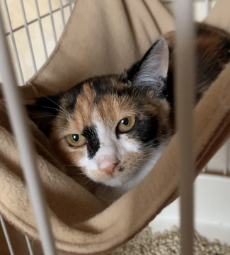 三毛猫の美人ちゃん❣️エイズ白血病陰性。