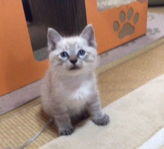 小さな兄弟