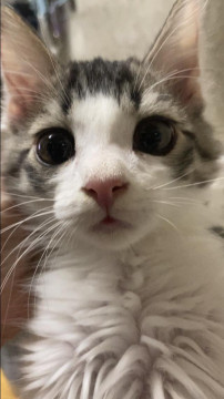 人にも猫にもデレデレのイケメンくん