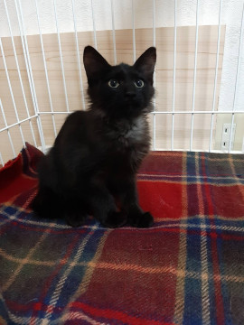里親決定しました!黒猫