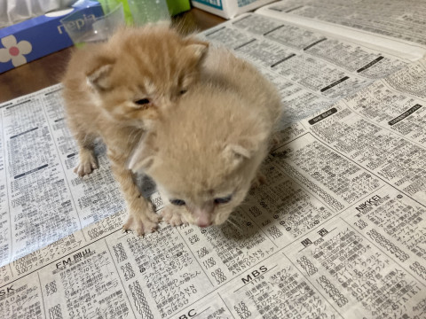 可愛らしい茶色とベージュの子