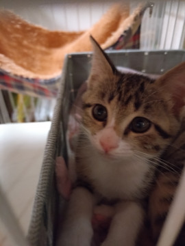 キジ白、りんちゃん