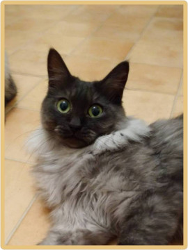猫初心者の方にもおすすめです♬