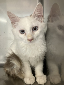 猫]栃木県の里親募集 人懐こい洋猫風白猫の子猫です。