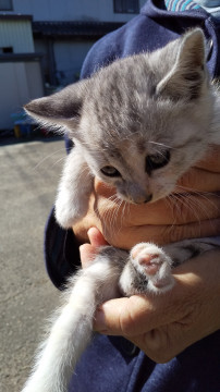 かわいい子猫