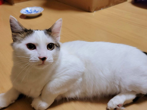 しっぽがフワフワしろちゃん
