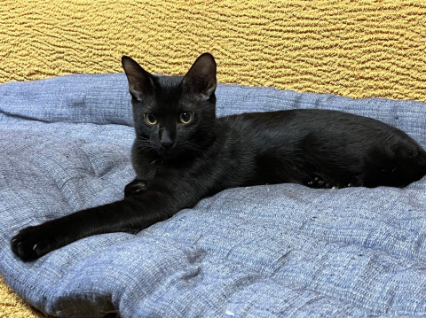 フレンドリーな性格の黒猫