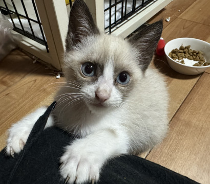 肩のり大好きシャム風子猫