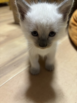 シャム風 可愛い子 甘えん坊