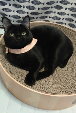 ほぼ真黒でまん丸❤ペルル