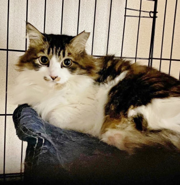 ゴージャス美猫❤かーたん