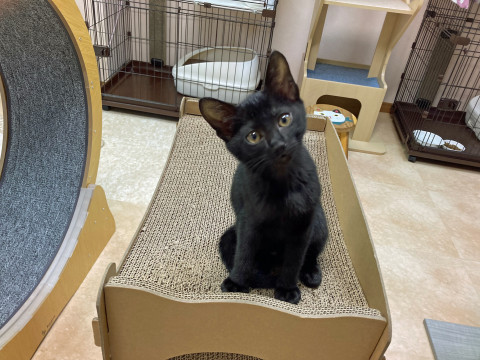 甘々甘ったれ黒猫ちゃん