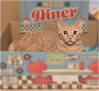 ヘソ天大好き❤️茶トラけやきちゃん