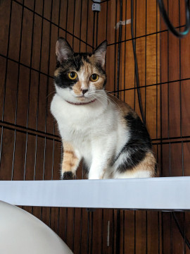 超元気!鼻黒の三毛猫ちゃん
