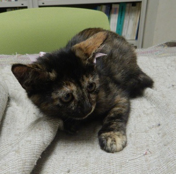 人なれバッチリのサビちゃん