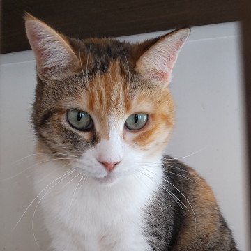 引きこもりだけど猫にはやさしいお姉さん