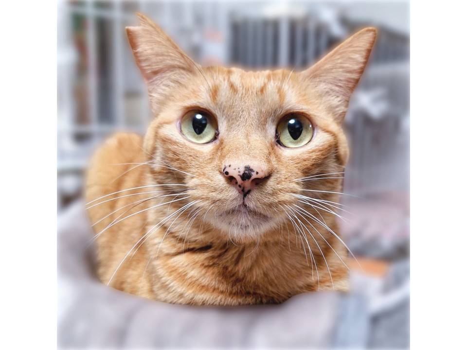 お膝乗ります❤️穏やかな茶トラのキキくん