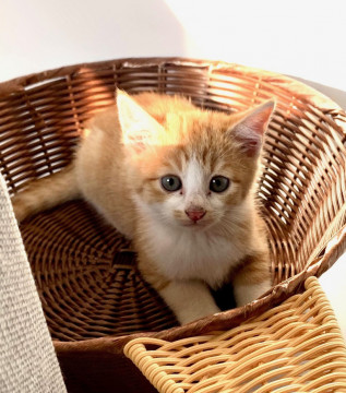1.5ヶ月子猫、里親募集中