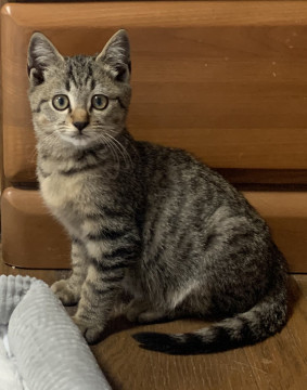 2ヶ月子猫、里親募集中