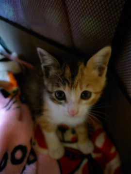 かわいい三毛猫です!