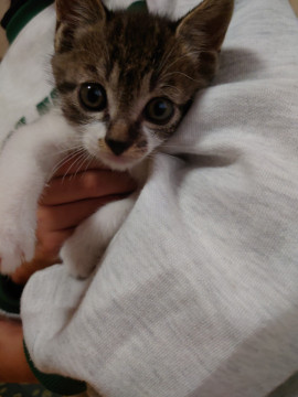 かわいいキジトラです!