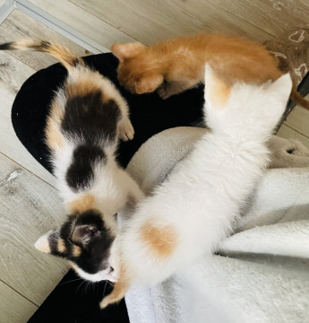 ふんばり親子猫　三毛猫 ふんばり親子猫 三毛猫 Yahoo!オークション - saf 猫 親子猫