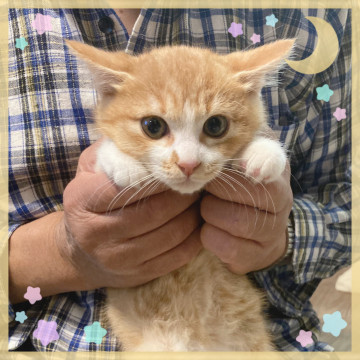 コロちゃん*2ヶ月のかわいい子猫*