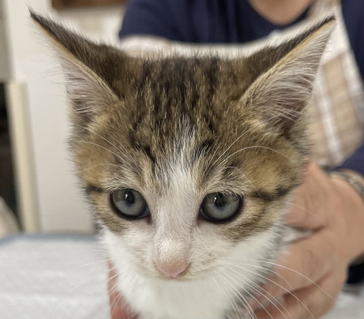 6兄妹の次女美猫のりんごちゃん