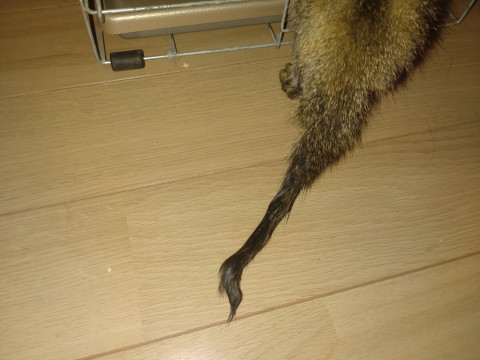 可愛い子猫。模様は、サバとサビを足して2