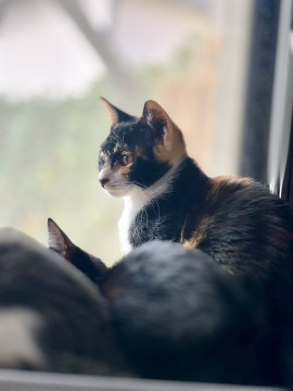 決定しました。美猫ミケちゃん避妊済