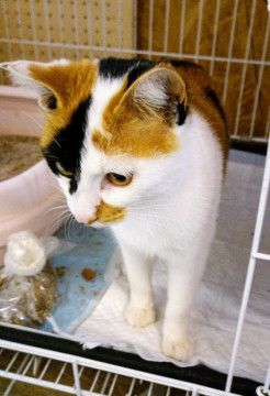 お転婆の三毛猫ちゃん