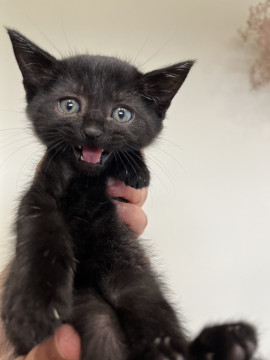 人も猫ちゃんも大好きな子猫の里親募集
