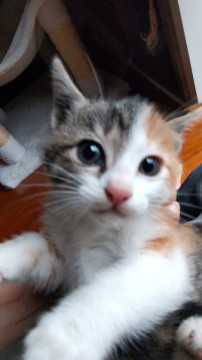 よちよち三毛美猫