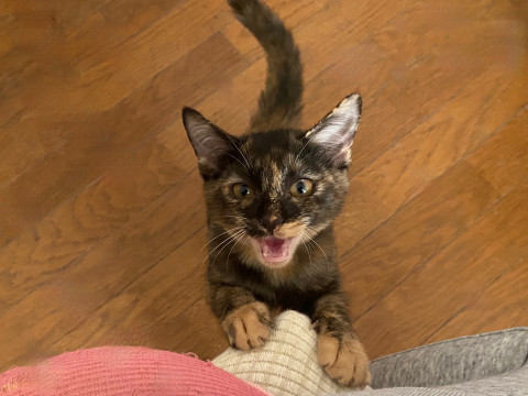さびねこくろちゃんよろしくお願いします
